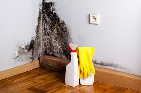 Reliable Loves Park, IL Mold Removal & Remediation Solutions